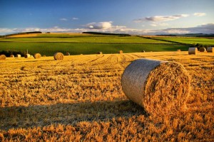 campo di grano settore agricolo